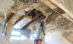 Reliable Cool Valley, MO Mold Removal & Remediation Solutions